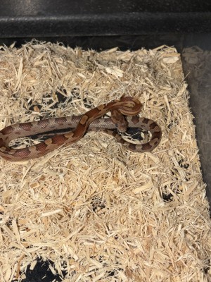 animal image