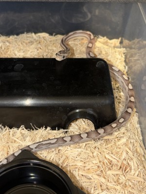 animal image