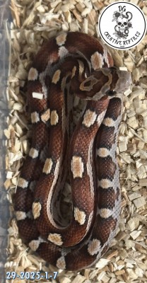 animal image