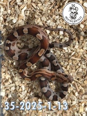 animal image