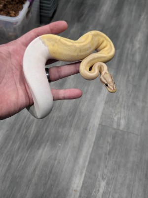 animal image