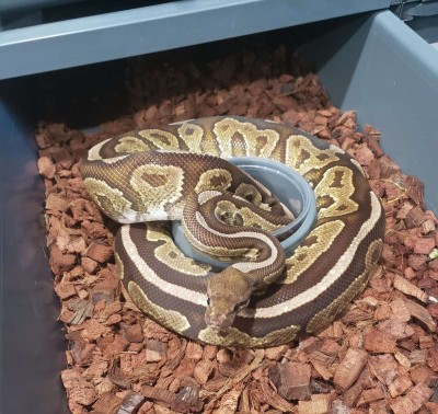animal image