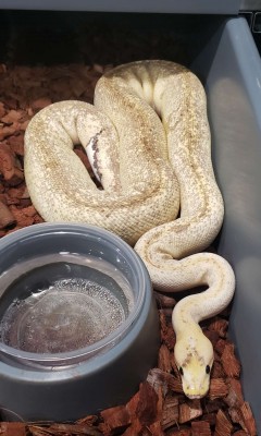 animal image