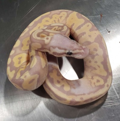 animal image