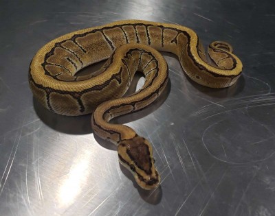 animal image