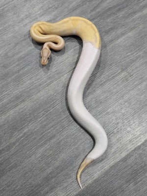 animal image