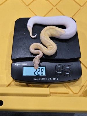 animal image
