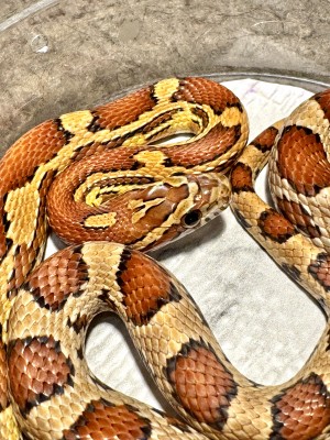 animal image