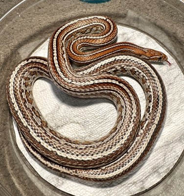 animal image