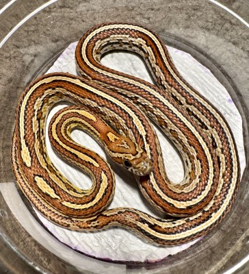 animal image