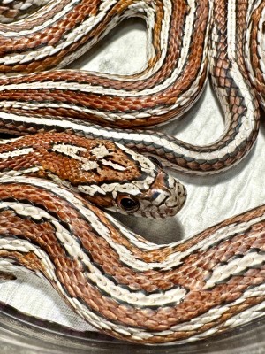 animal image