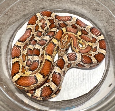 animal image