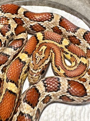 animal image
