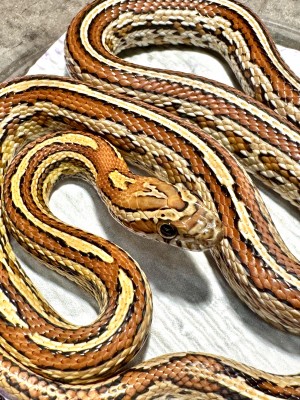 animal image