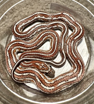 animal image