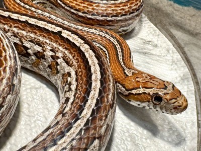 animal image
