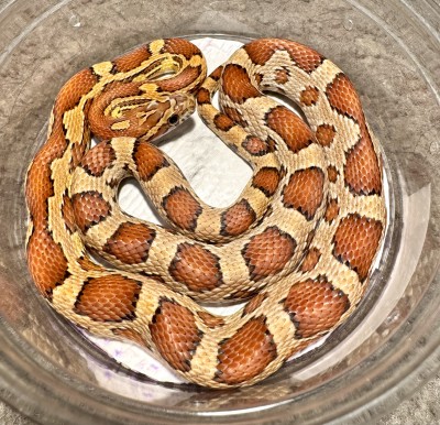 animal image