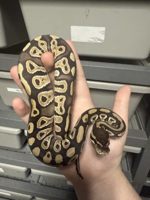 animal image