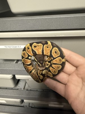 animal image