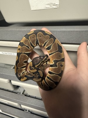 animal image
