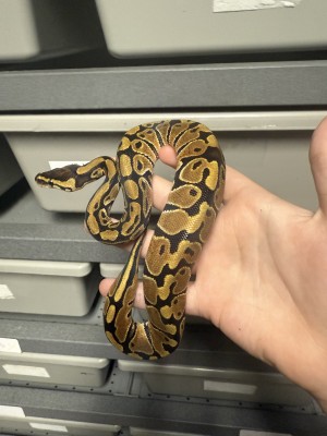 animal image
