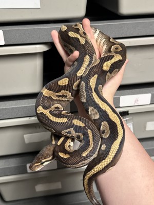 animal image