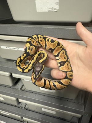 animal image