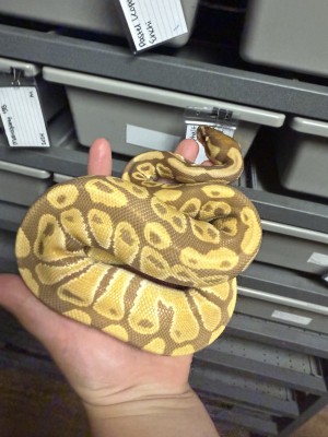 animal image