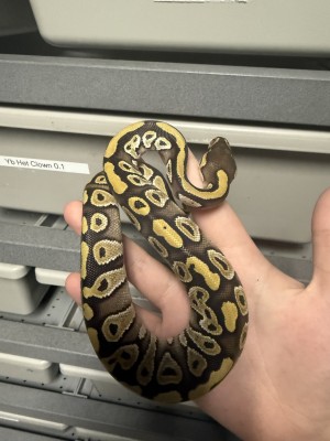 animal image