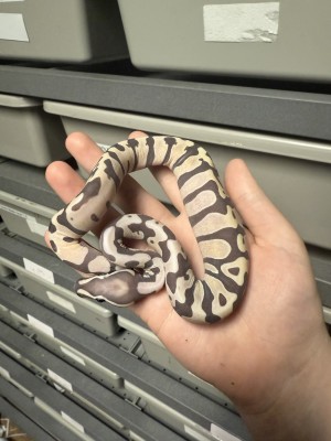 animal image