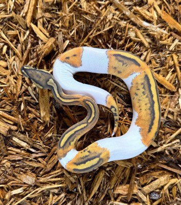 animal image