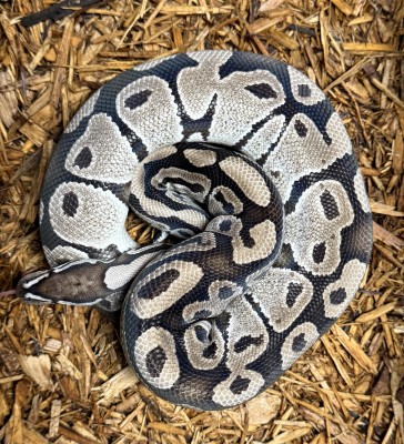 animal image