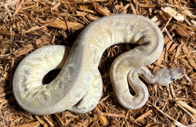animal image