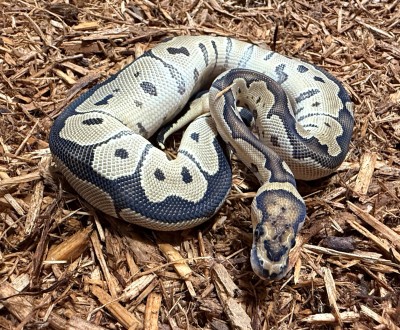 animal image