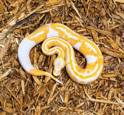 animal image