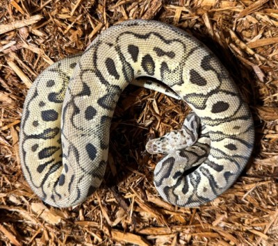 animal image