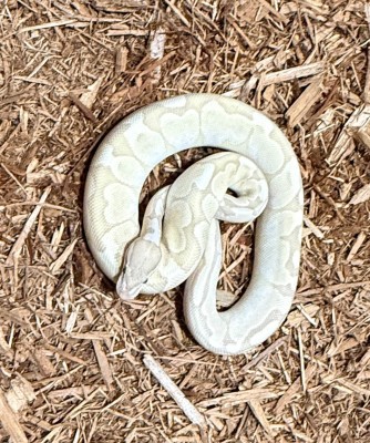 animal image