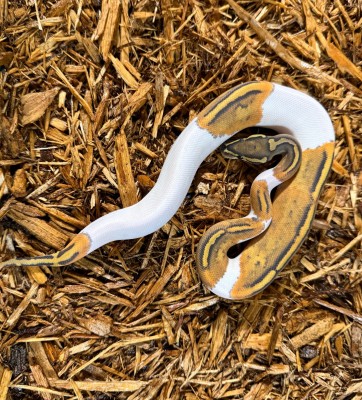 animal image