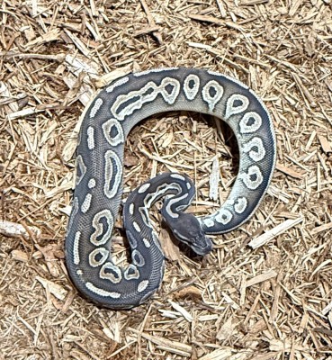 animal image