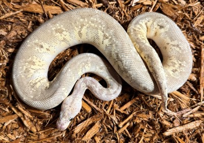 animal image