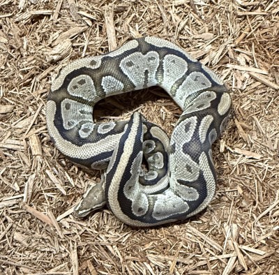 animal image