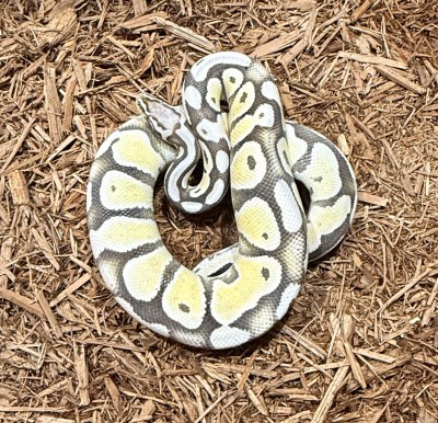 animal image
