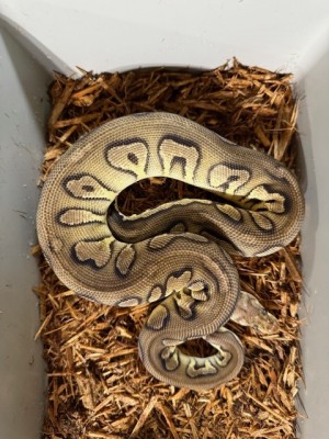 animal image