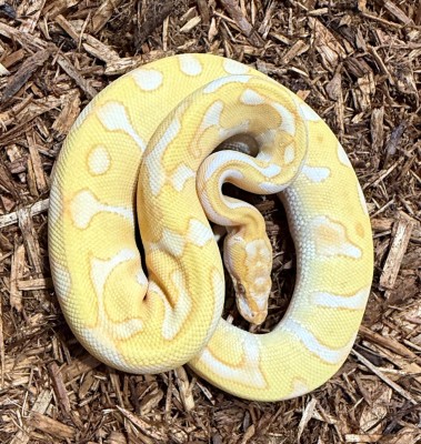 animal image