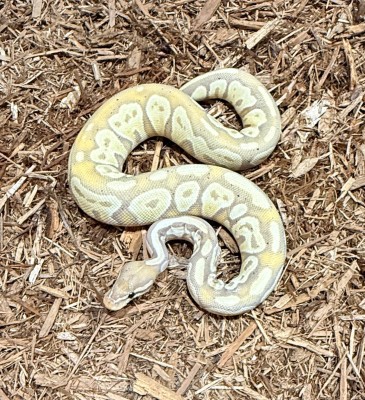 animal image