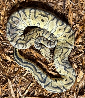 animal image
