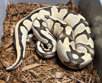 animal image