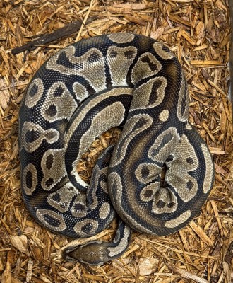 animal image