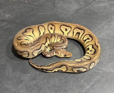 animal image