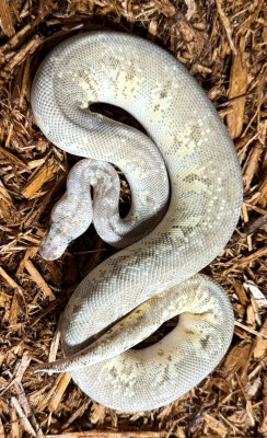 animal image